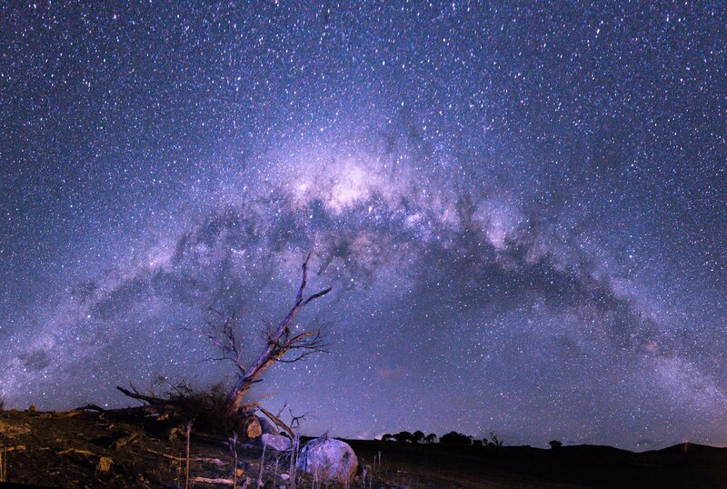 Milky Way over Dead Tree — Purple