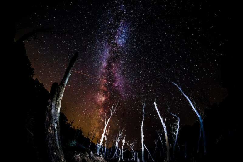 Milky Way over Dead Trees — Black