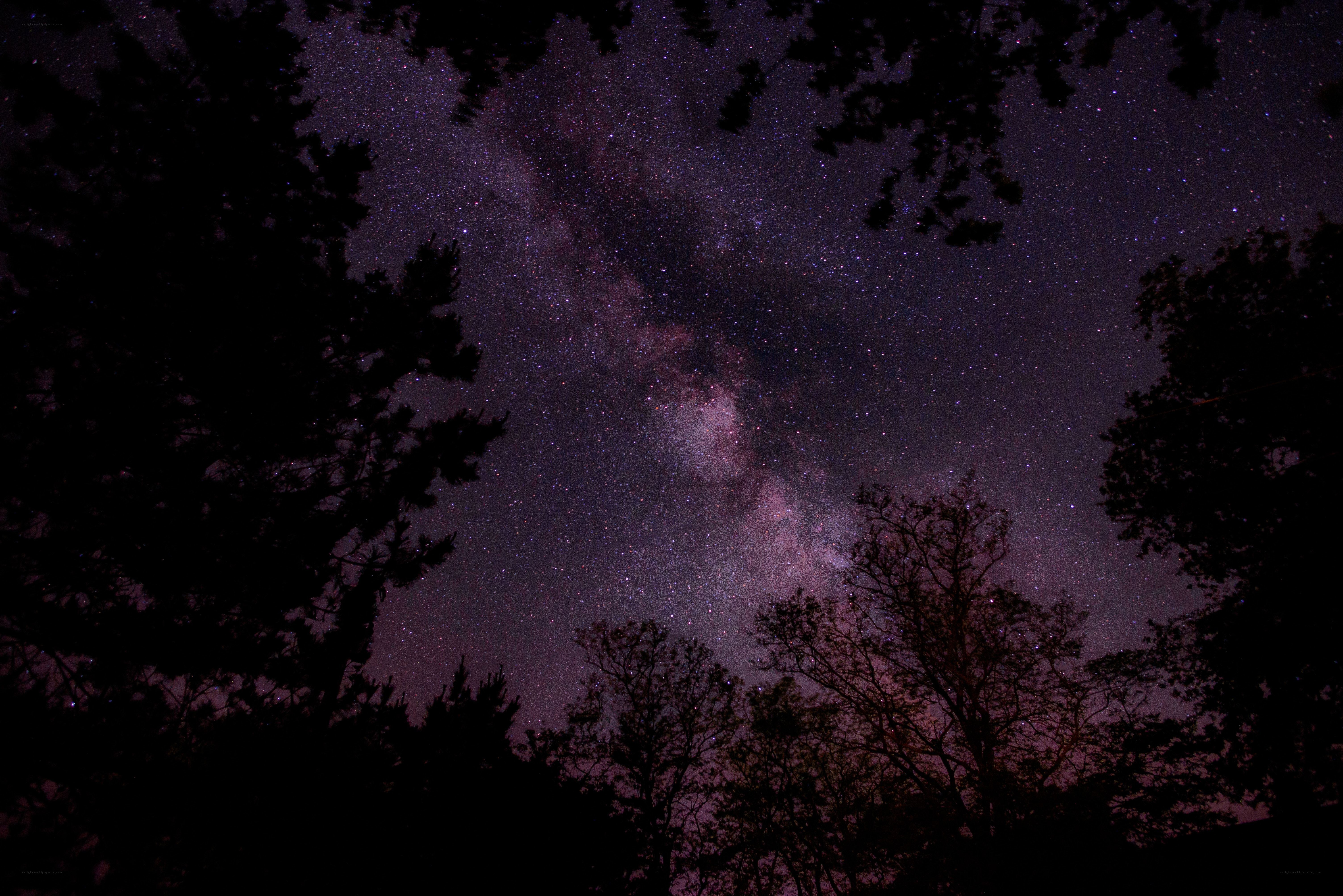 Milky Way over forest silhouette