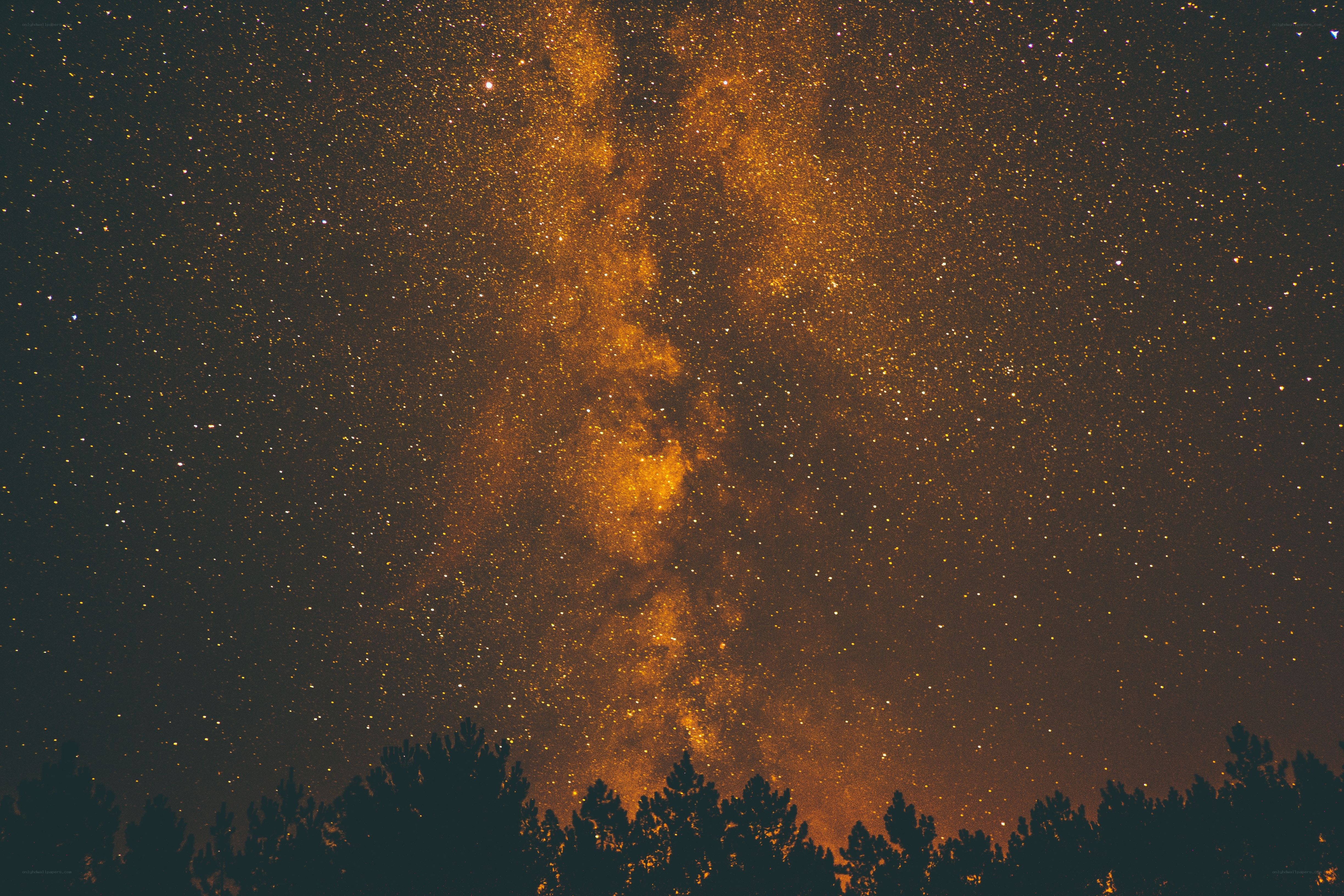 Milky Way over forest silhouette