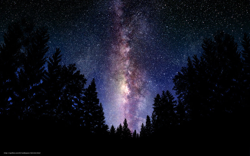 Milky Way over forest silhouette