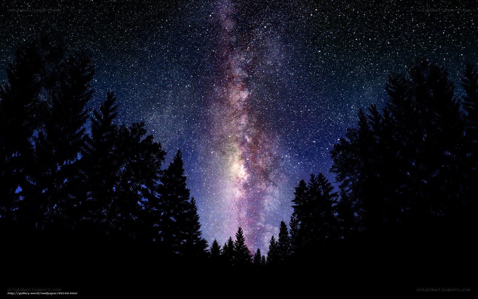 Milky Way over forest silhouette