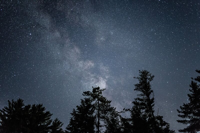 Milky Way over forest trees