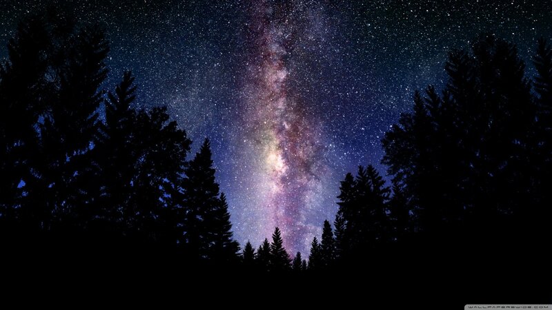 Milky Way over Pine Trees — Black, Serene