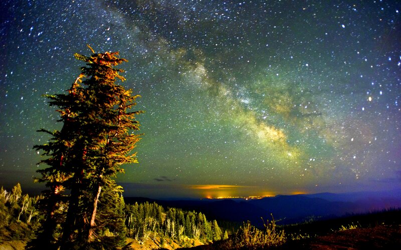 Milky Way over Pine Trees — Green