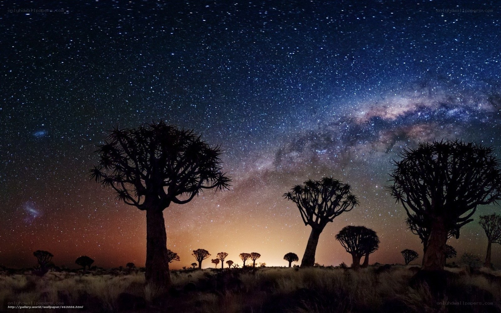 Milky Way over Quiver Trees