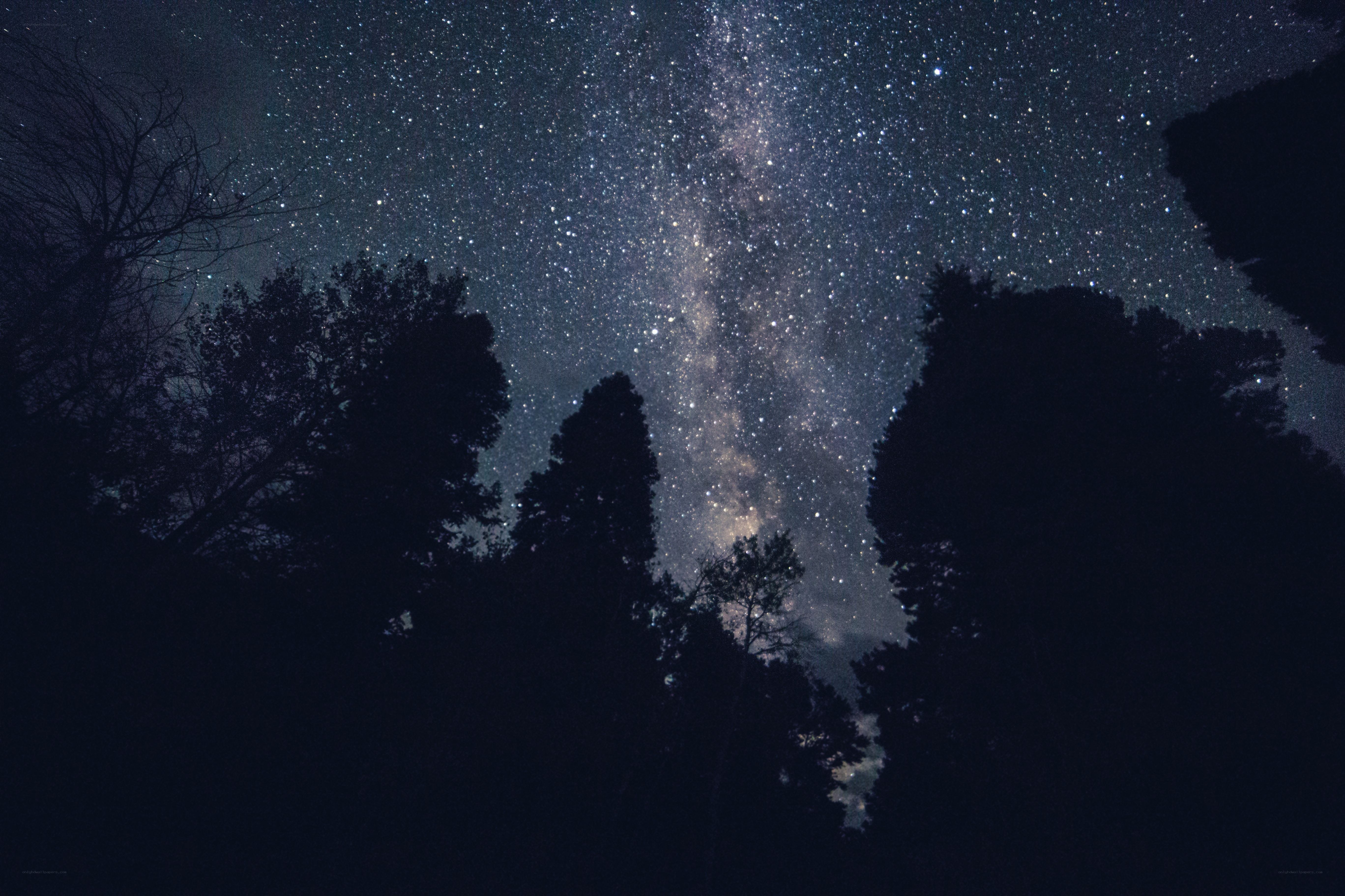 Milky Way over silhouetted trees