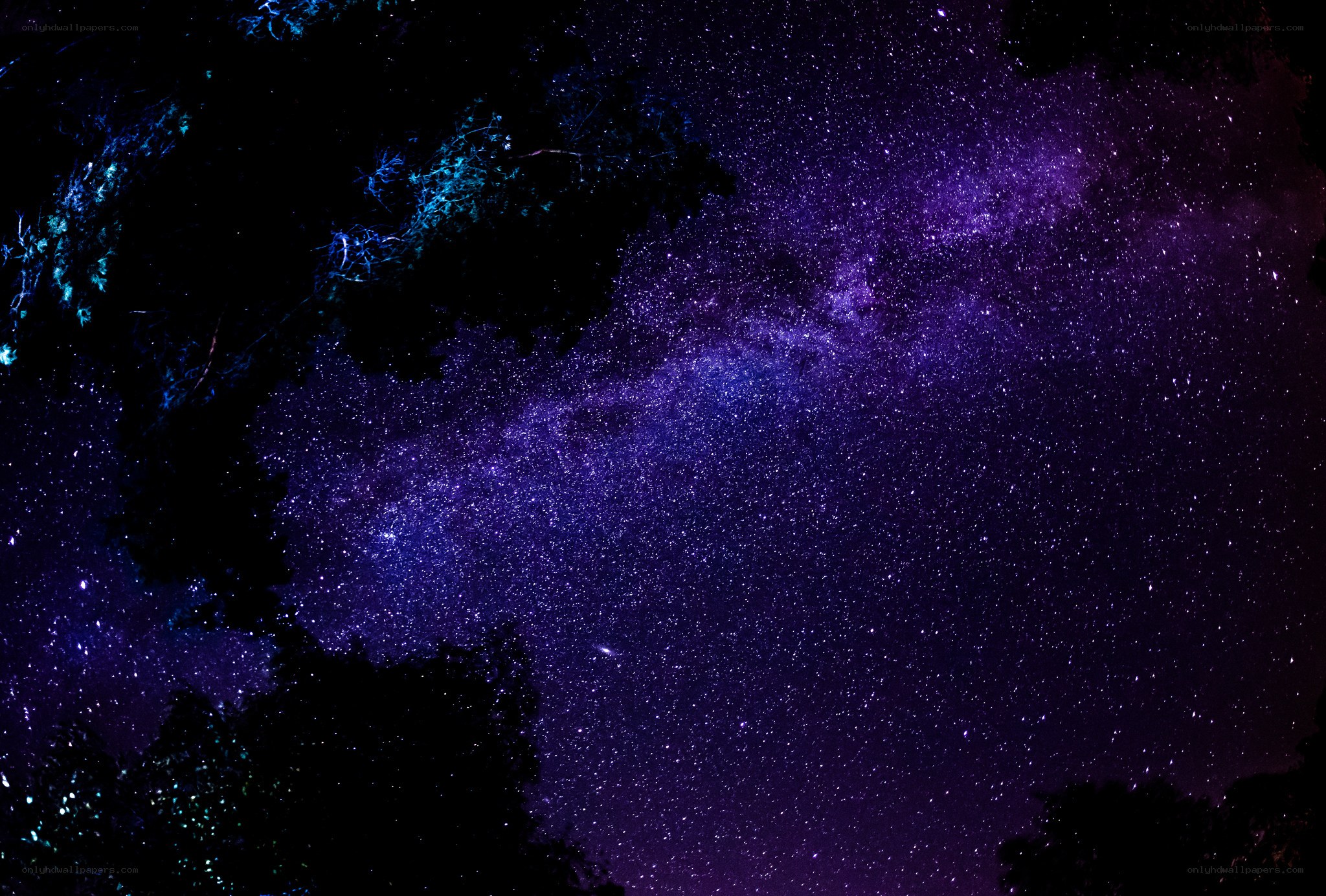 Milky Way over silhouetted trees