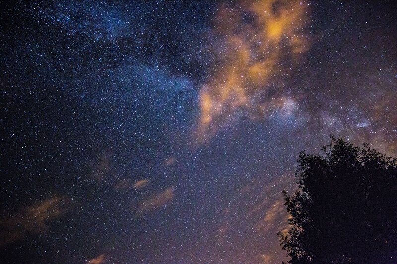 Milky Way over tree silhouette