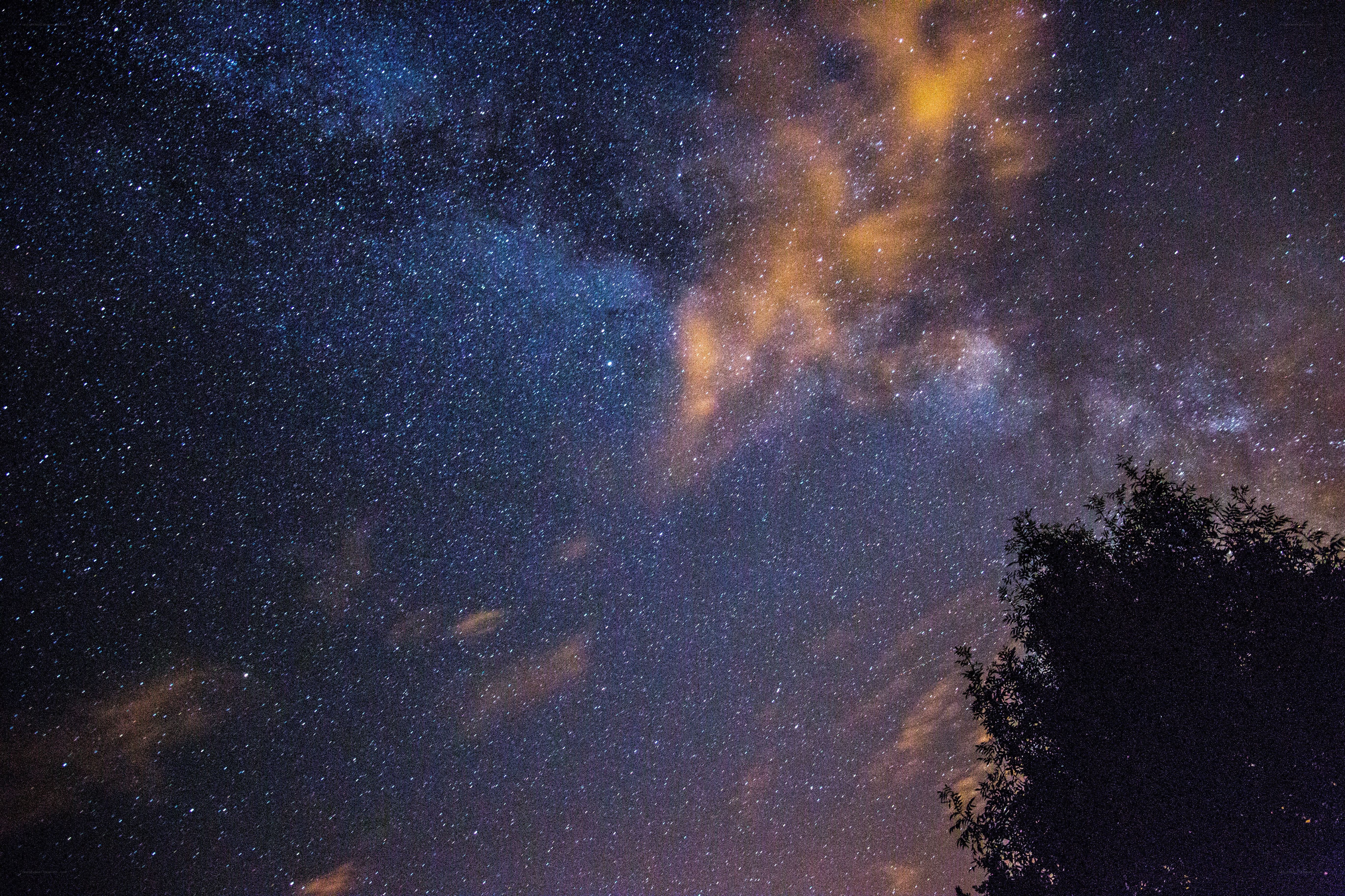 Milky Way over tree silhouette