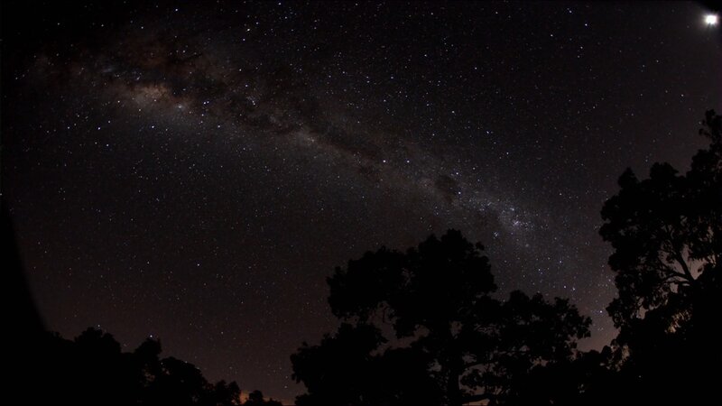 Milky Way over Trees — Black, Serene