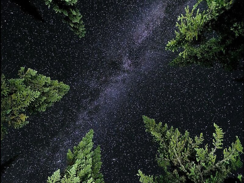 Milky Way over Trees — Black