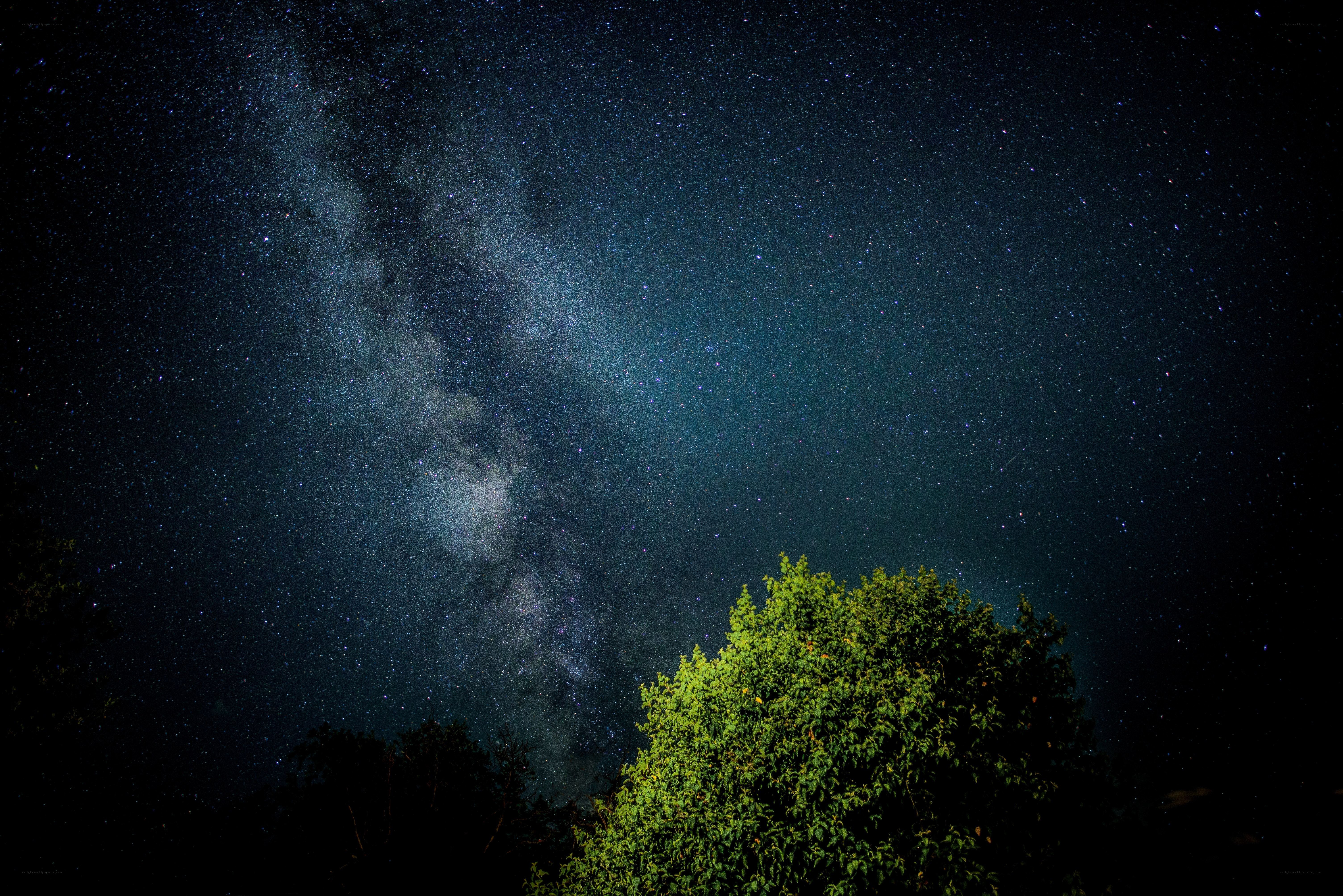 Milky Way over trees