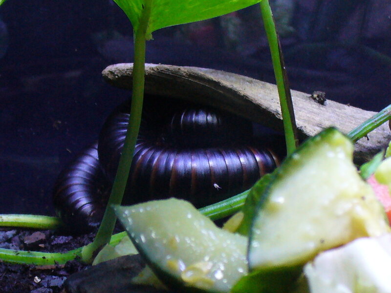 millipede in terrarium