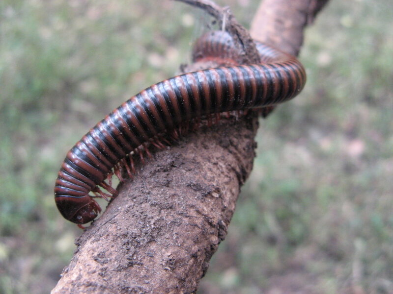 millipede on a branch