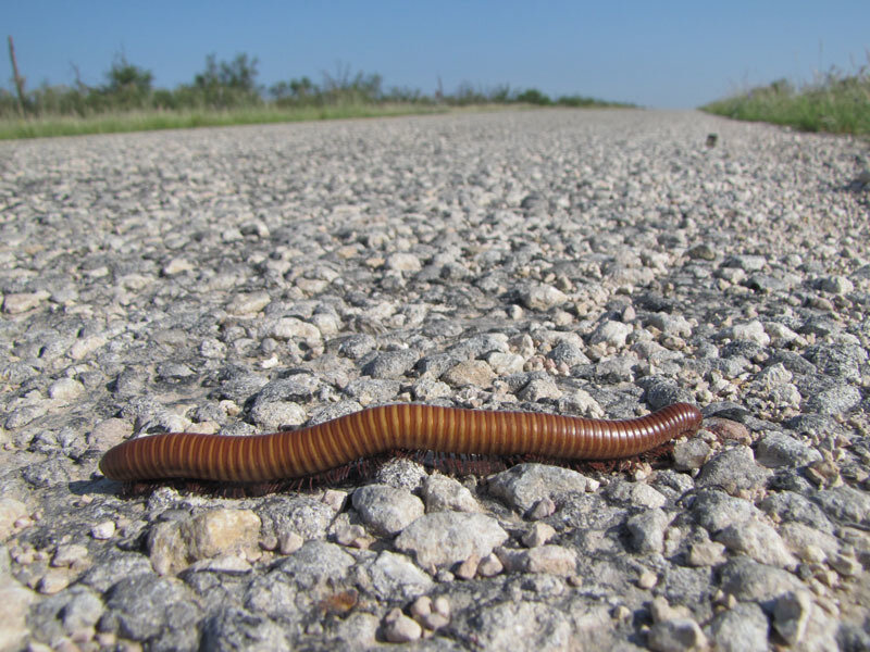 Millipede on Gravel