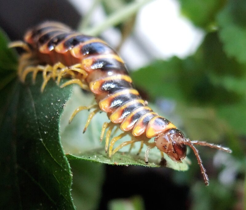 Millipede on Green Leaf