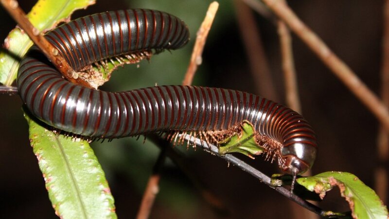 Millipede on Leaf