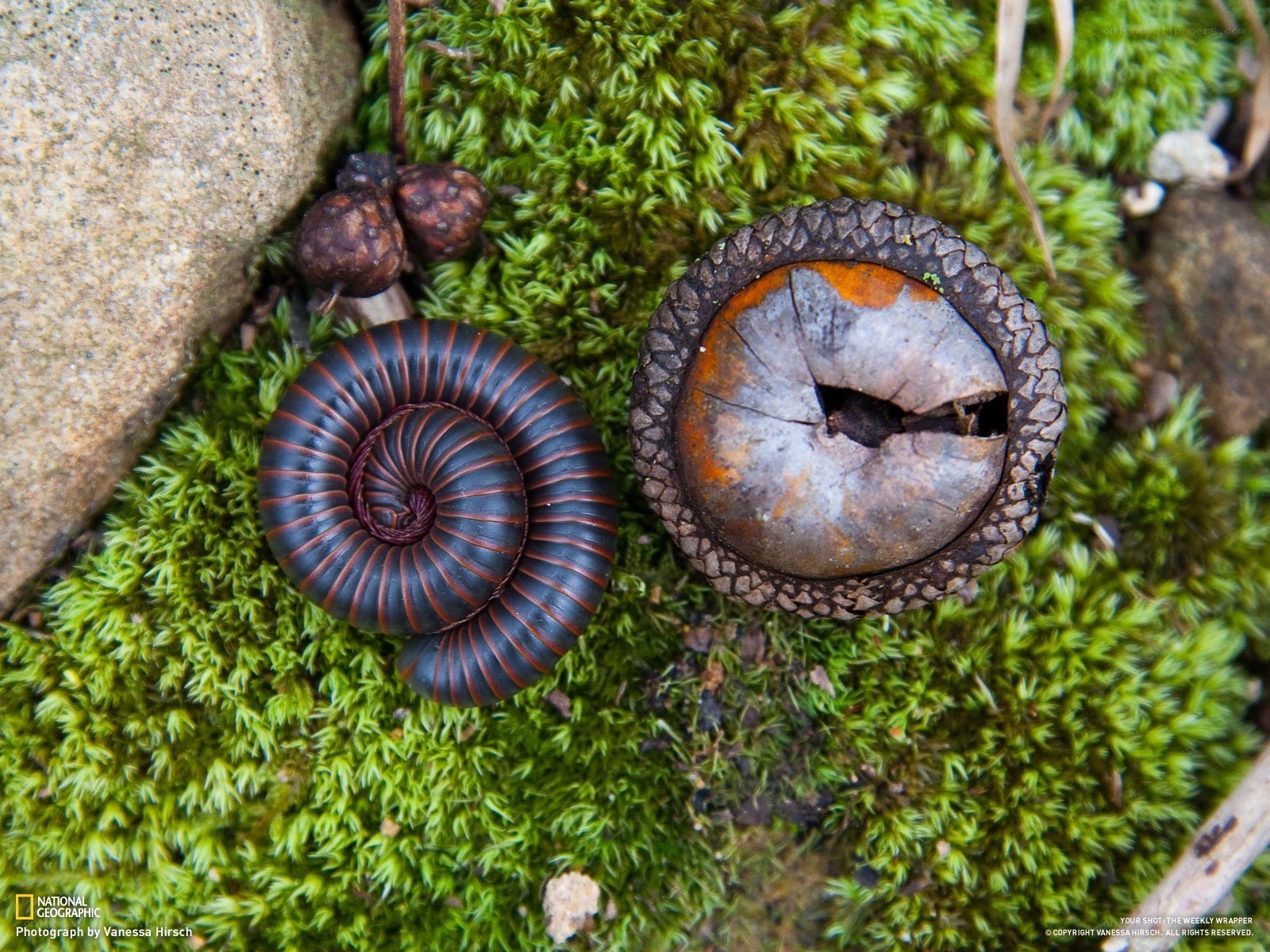 Millipede on moss with acorn cap