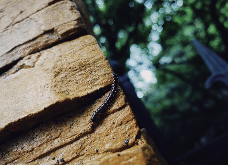 Millipede on Stone