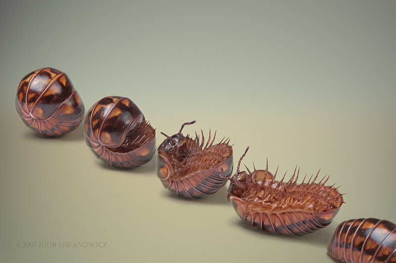Millipedes uncurling in sequence
