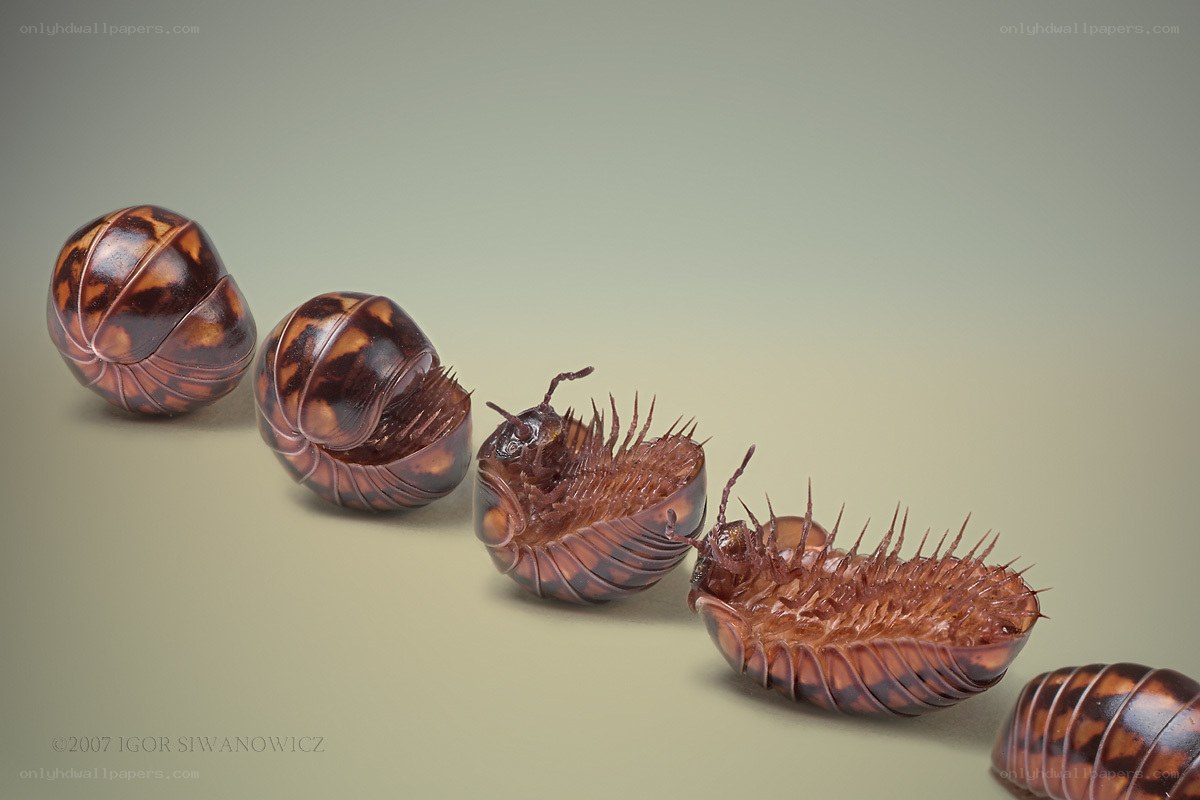 Millipedes uncurling in sequence