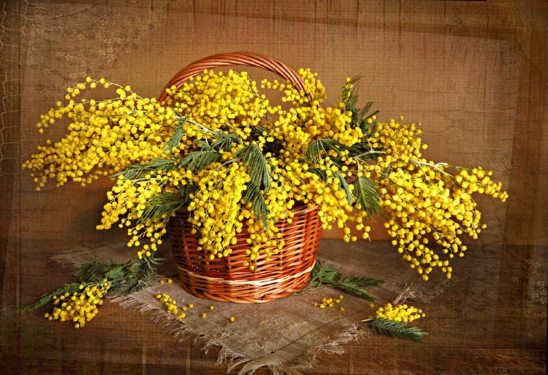 Mimosa Flowers in Basket