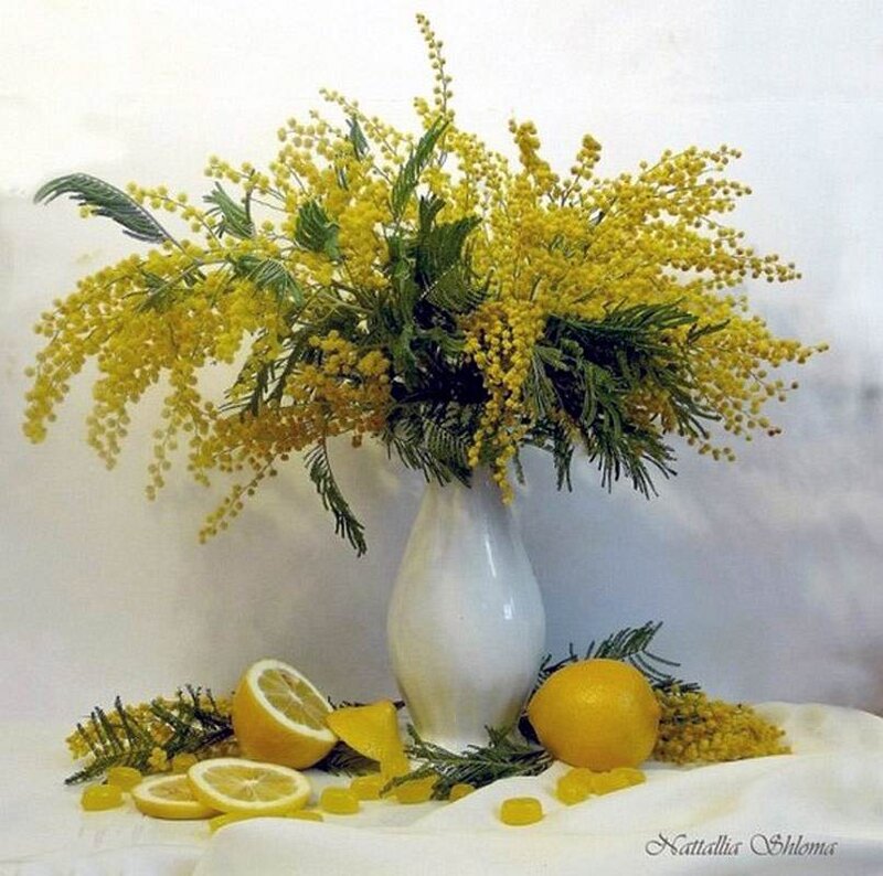 Mimosa Flowers in Vase