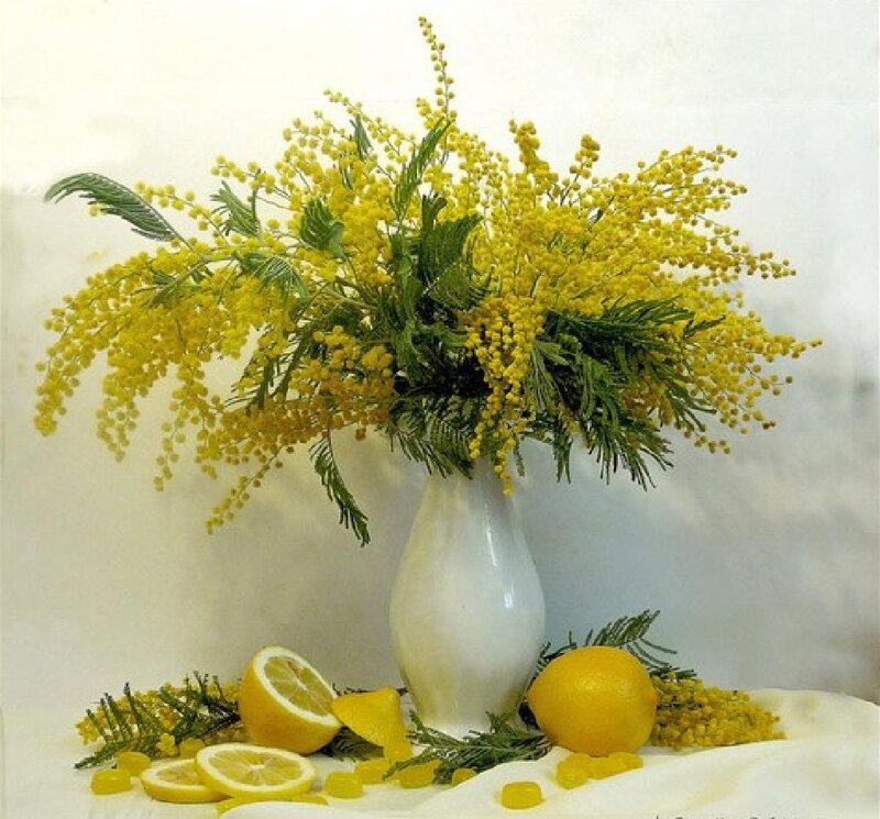 Mimosa Flowers in Vase — Yellow