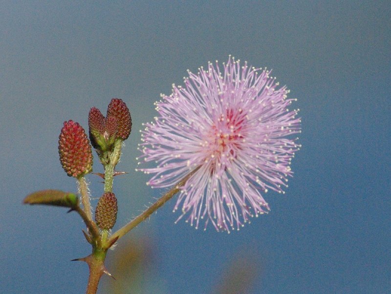 Mimosa Pudica Flower