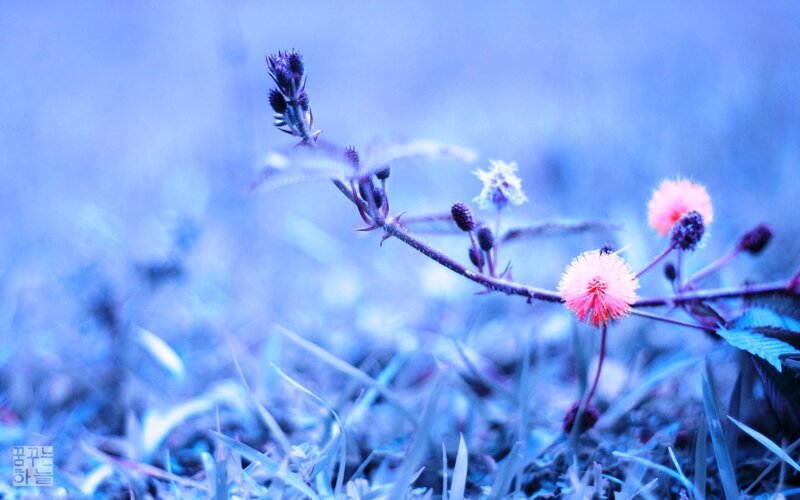 Mimosa Pudica Flowers
