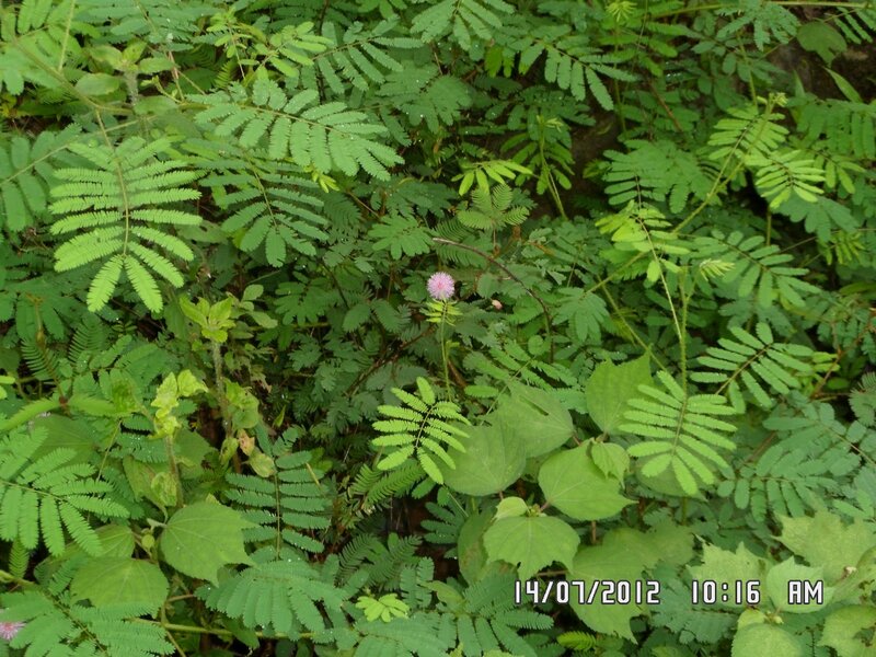 Mimosa Pudica Plant