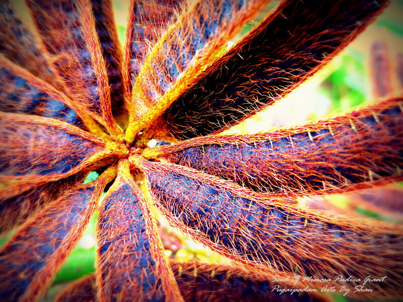 Mimosa Pudica Seed Pod