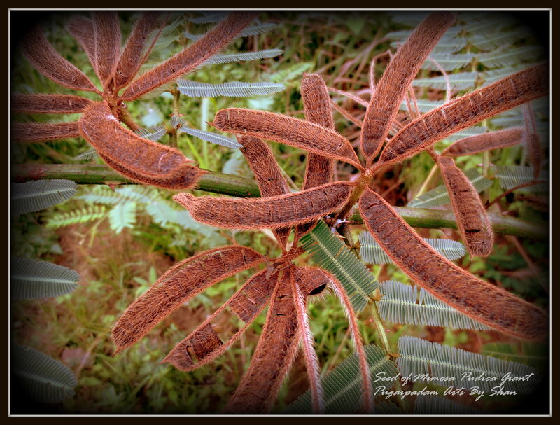 Mimosa Pudica Seed Pods