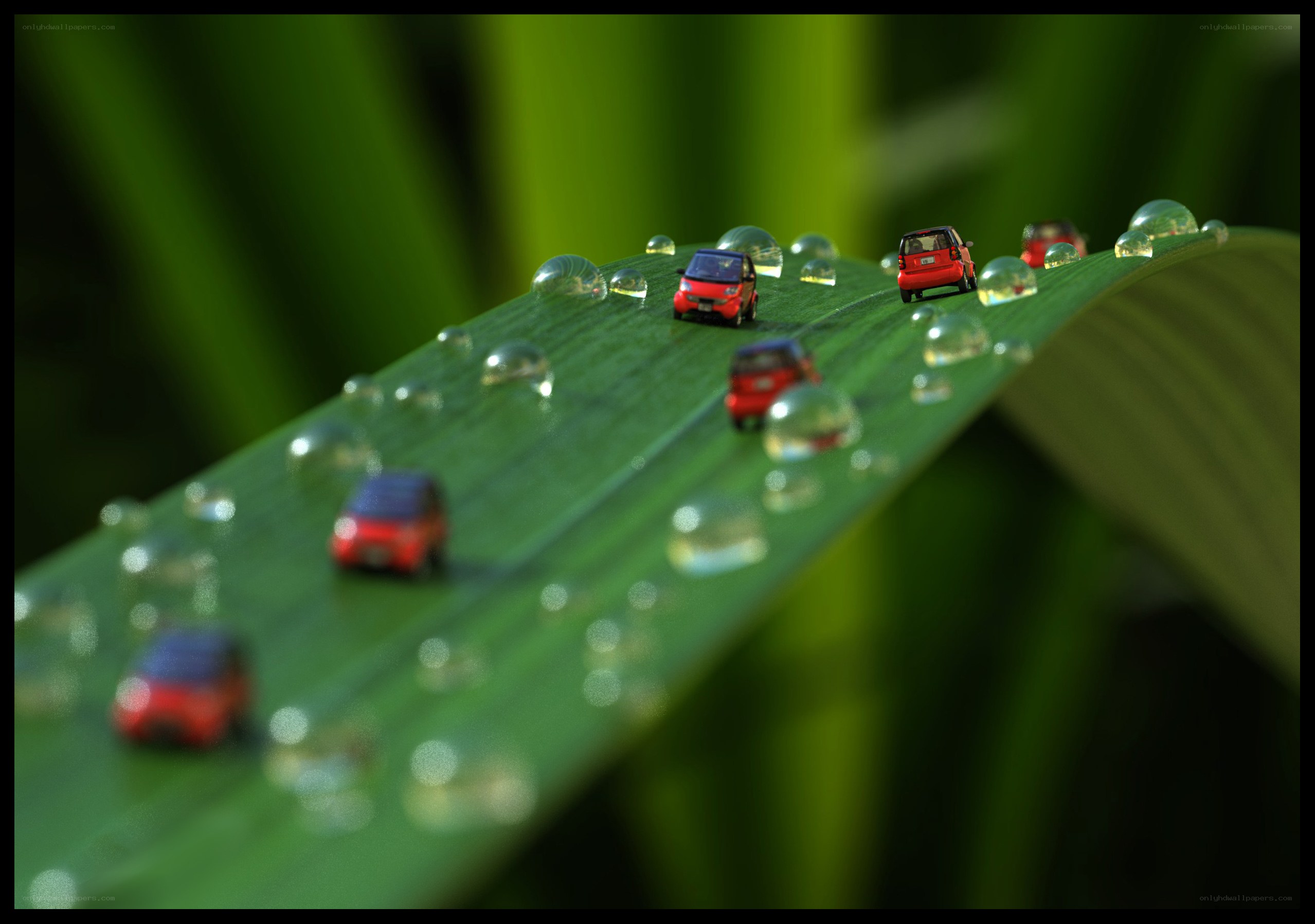 Mini cars on a dewy leaf