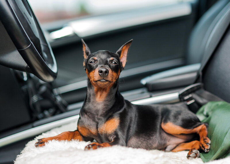 Miniature Pinscher in Car