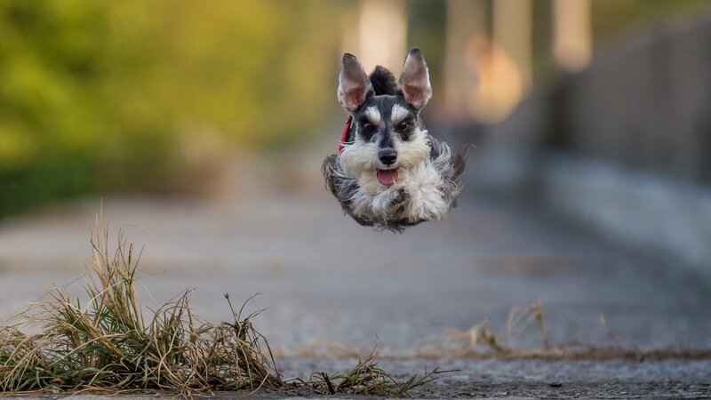 Miniature Schnauzer Jumping