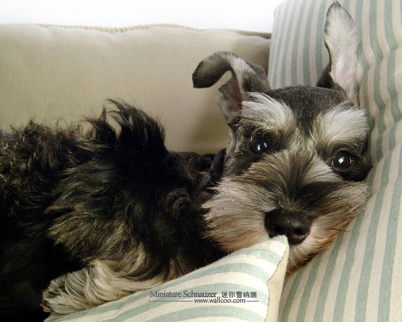 Miniature Schnauzer on a pillow
