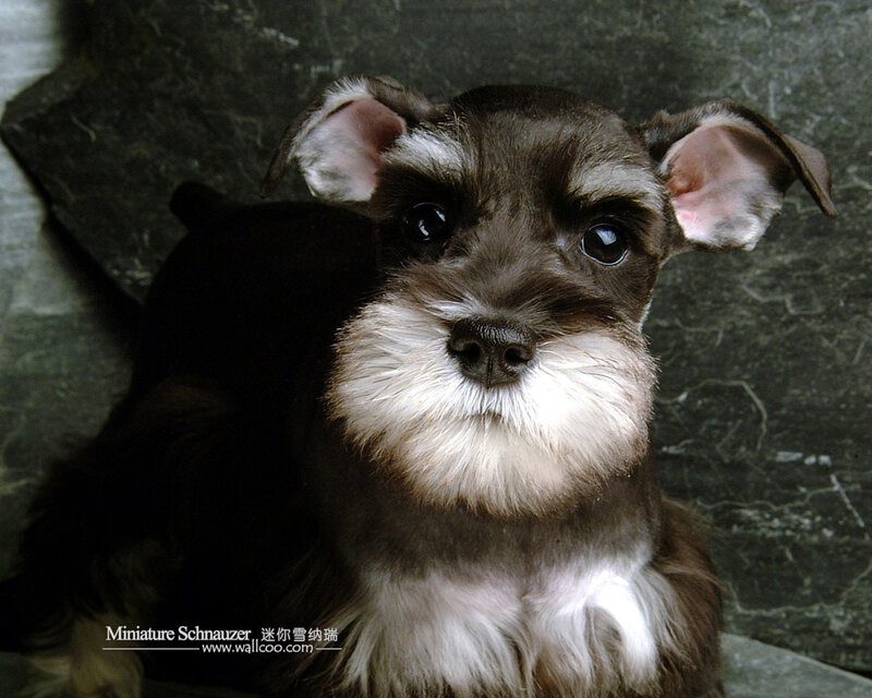 Miniature Schnauzer puppy