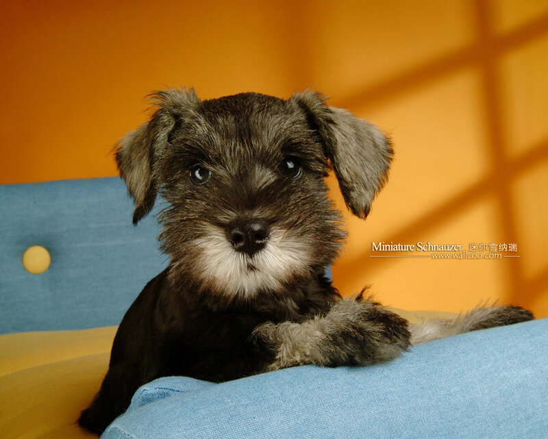 Miniature Schnauzer Puppy — Blue