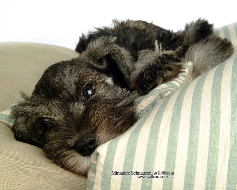 Miniature Schnauzer resting