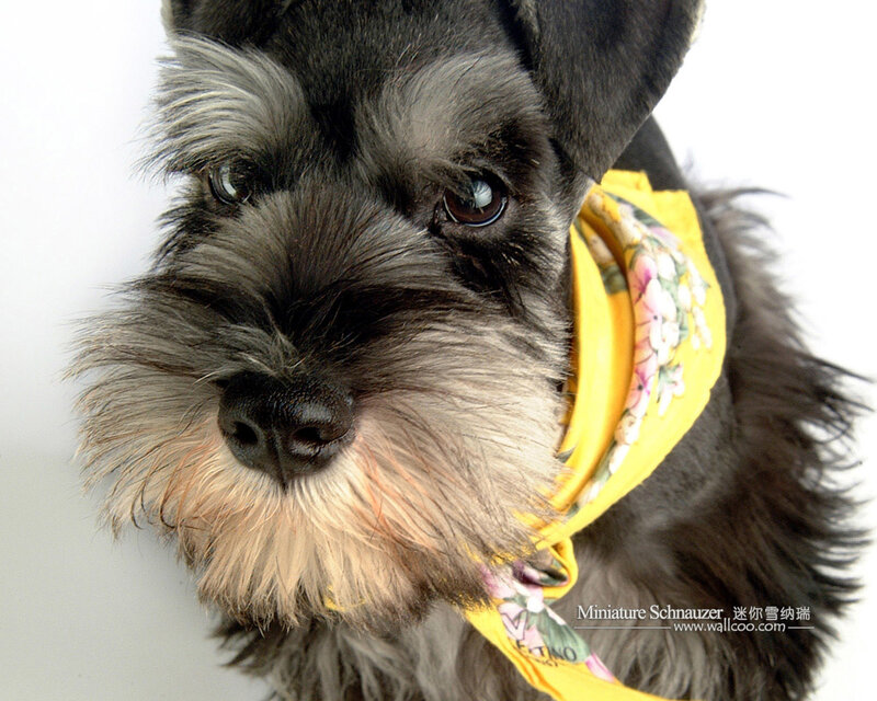 Miniature Schnauzer with bandana