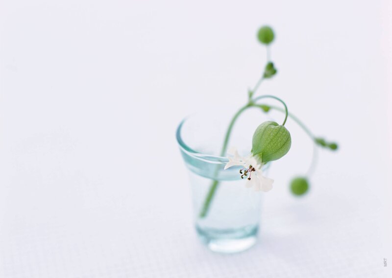 Minimalist flower in a glass