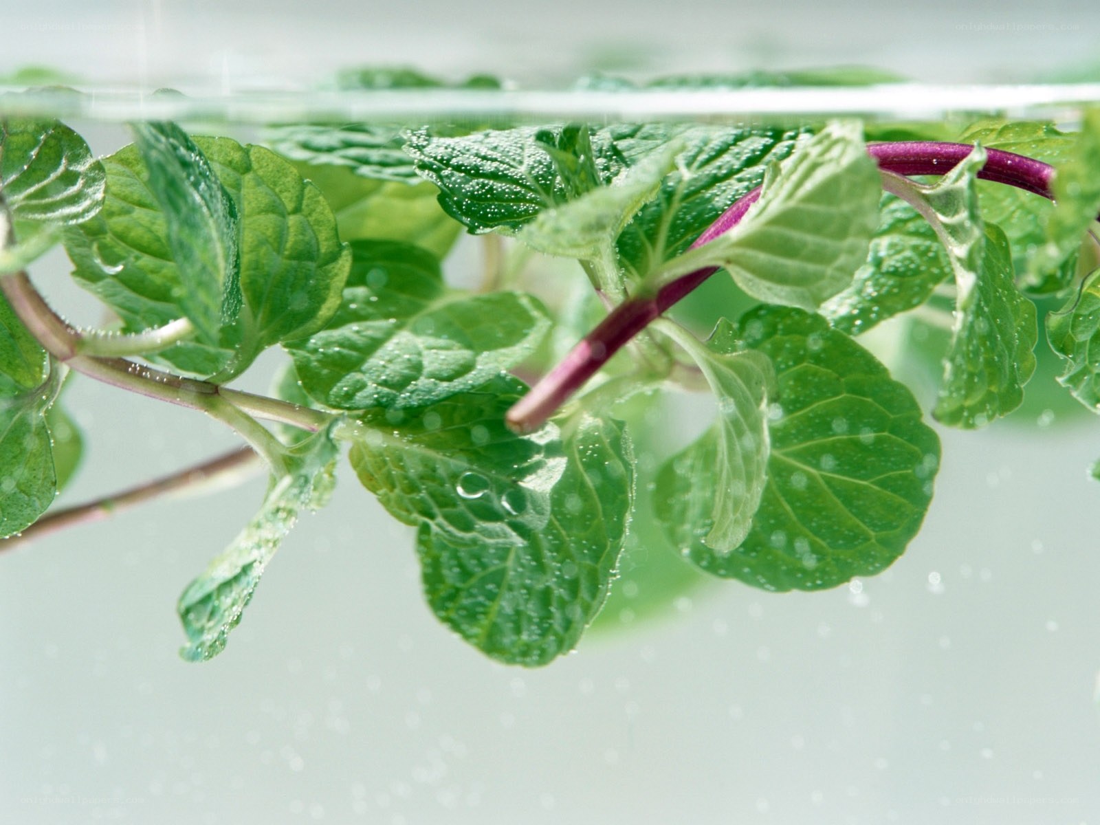 mint leaves in water