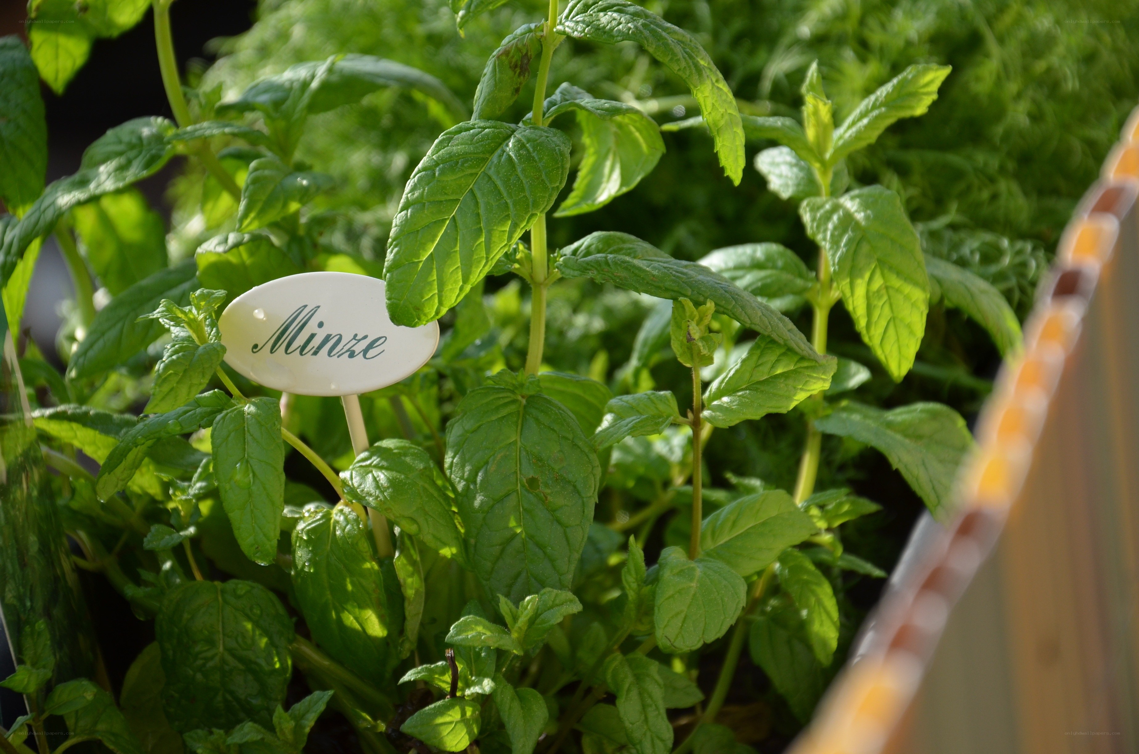 Mint plant in garden