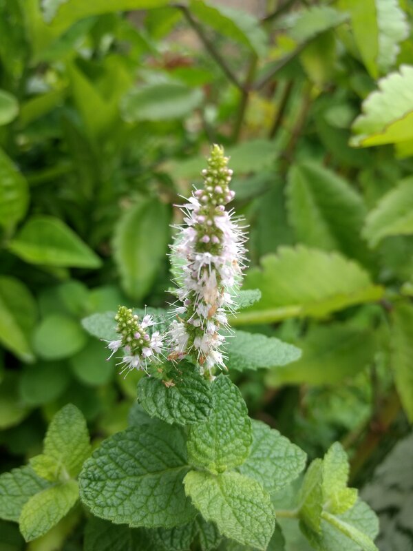 Mint Plant with Flowers