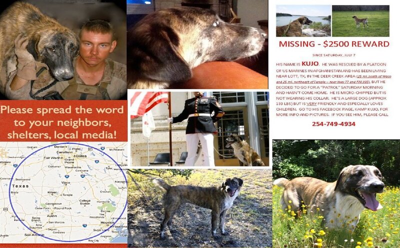 Missing Dog Kujo — Brown