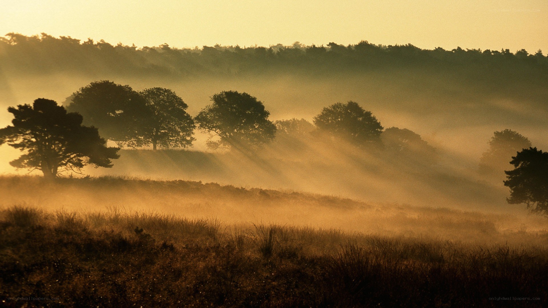 Mist at sunrise over a field