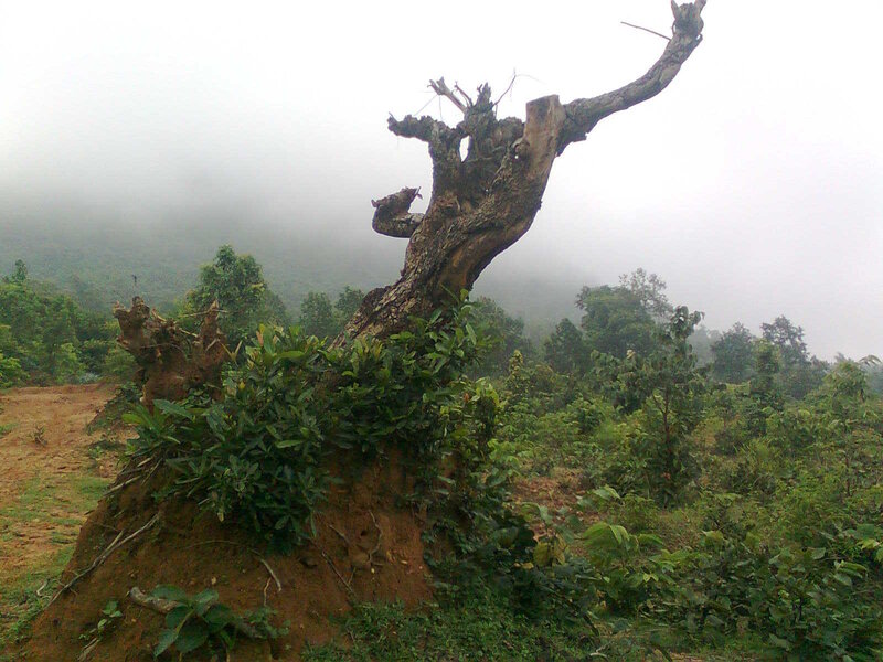 Mist-covered dead tree