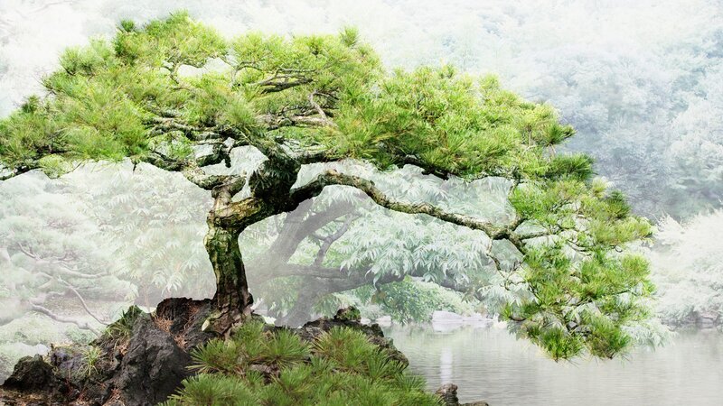 Mist-covered pine tree by water